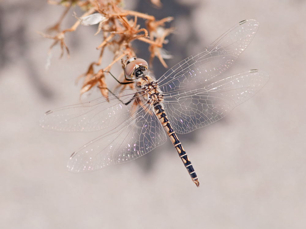 Selysiothemis nigra